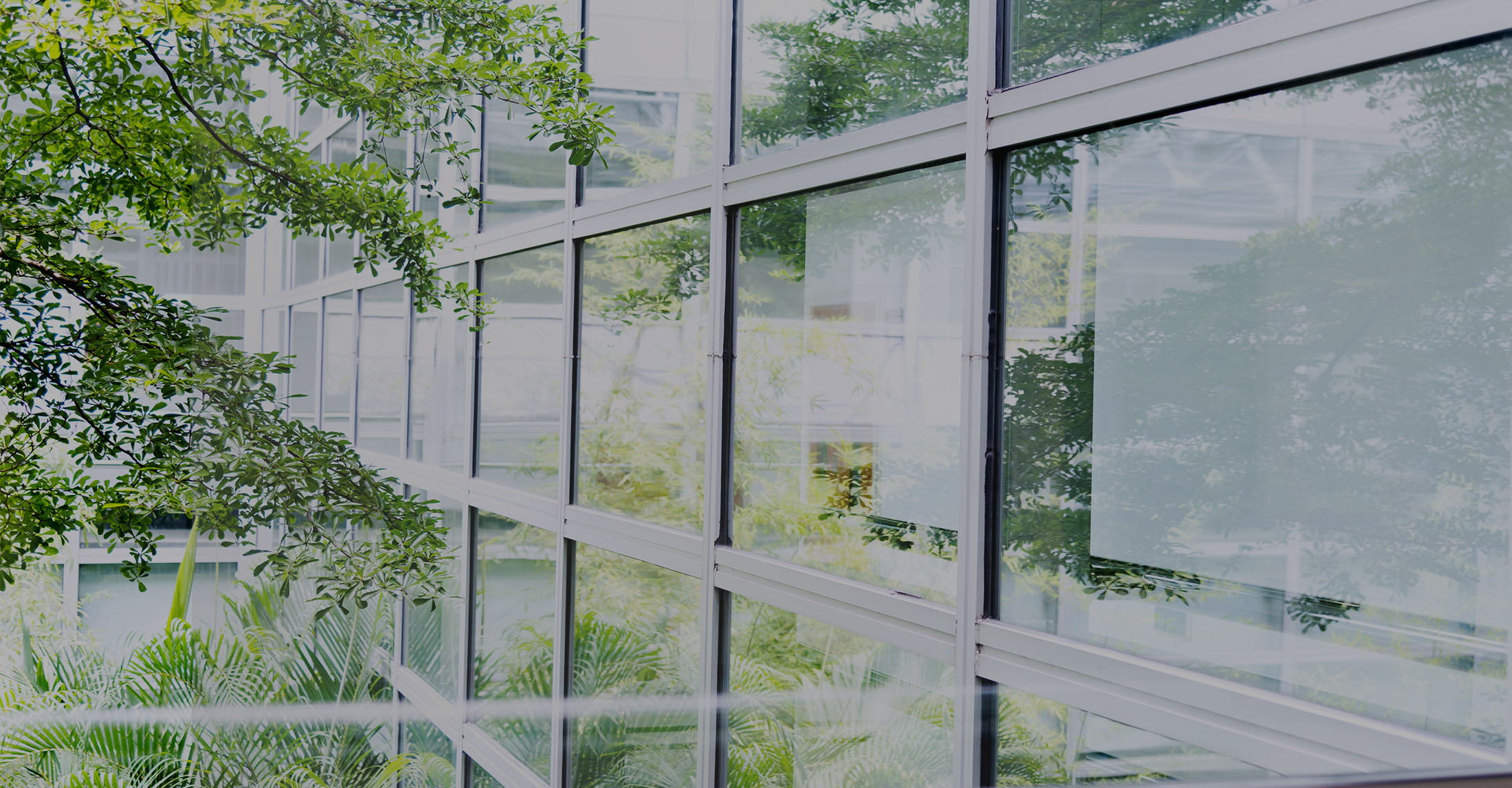 side view of bank of glass windows in multi-story building with tree in left corner reflecting on glass in windows